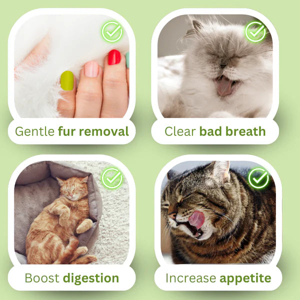 Creamy Cat Grass – Hairball Relief Your Cat Will Adore!