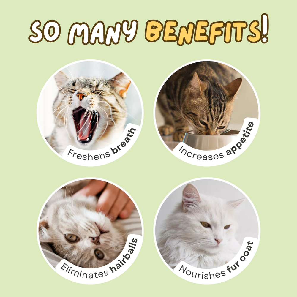 Dental Health Cat Treat - Cat Lovers Boutique