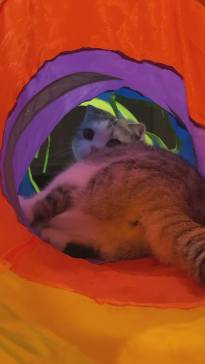 Rainbow Cat Tunnel